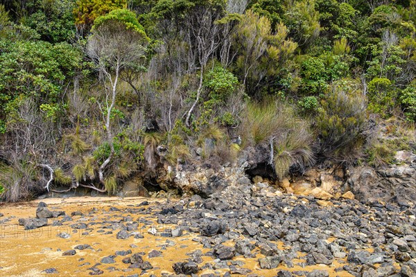 Beach Vegetation