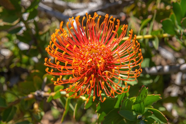 Protea