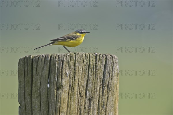 Western yellow wagtail