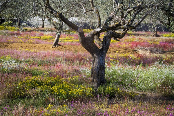 Olive trees in flowering meadow