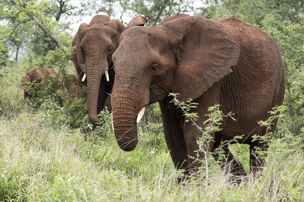 African elephant