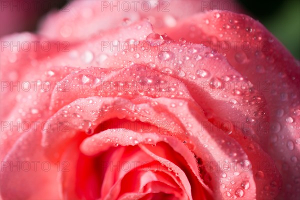 Blooming beautiful colorful rose with water drops on petals