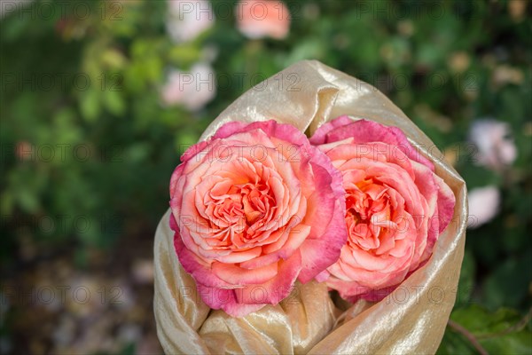 Blooming beautiful bunch of roses in spring garden