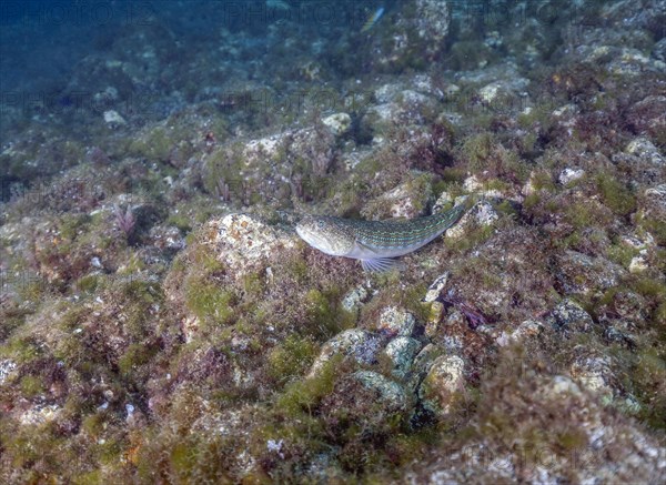 Atlantic lizardfish