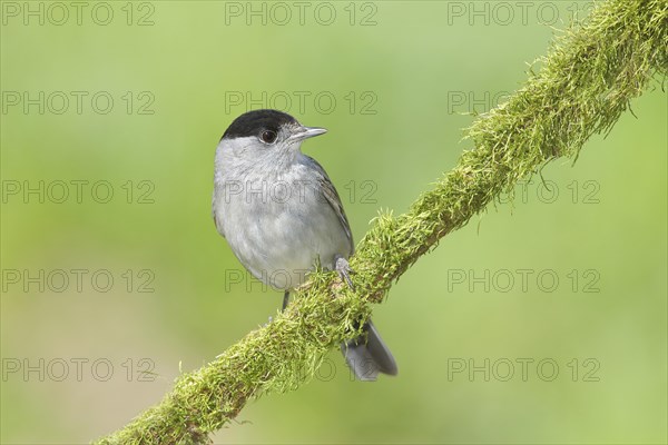 Blackcap