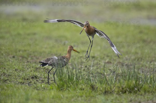 Black-tailed godwits