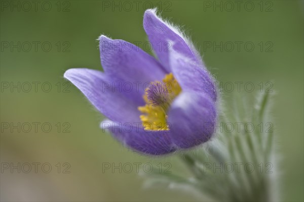 Pasque flower