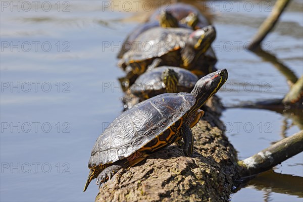 Red-eared sliders