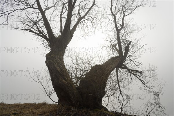 Foggy atmosphere at the Moehnesee