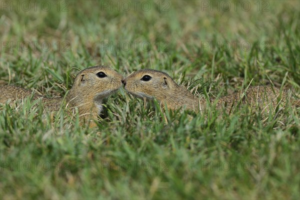 European ground squirrel