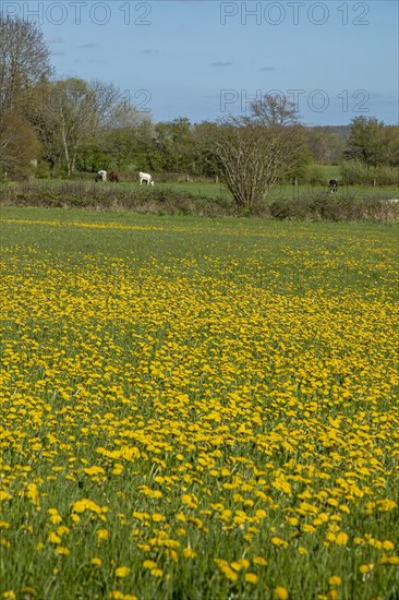 Flower meadow