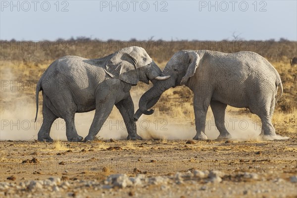 African Elephant