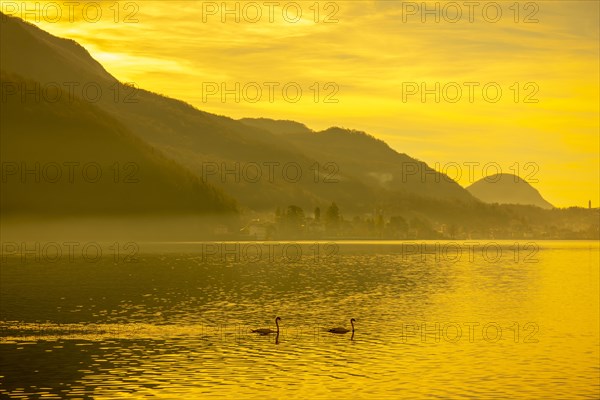 Two Swans on Lake Lugano in Sunset and Mountain in Morcote