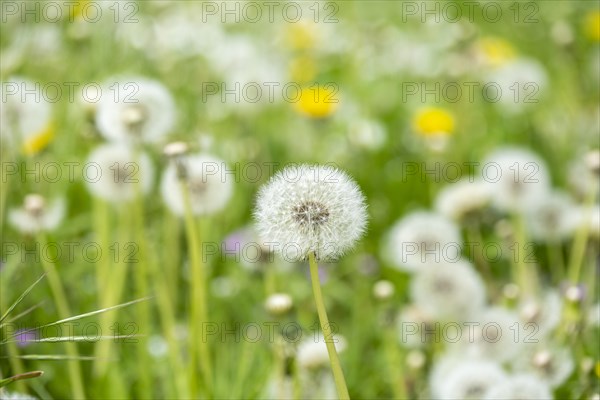 Common dandelion