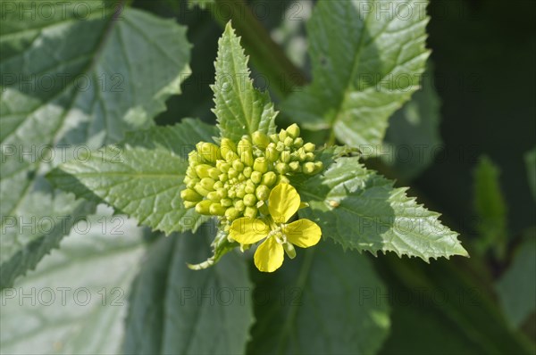 Mustard flower in a field