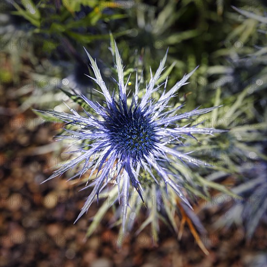 Alpine sea holly