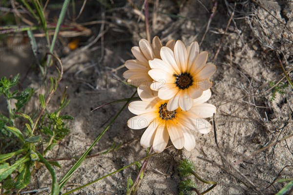 Cape Weed