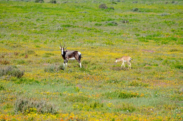 Bonteboks