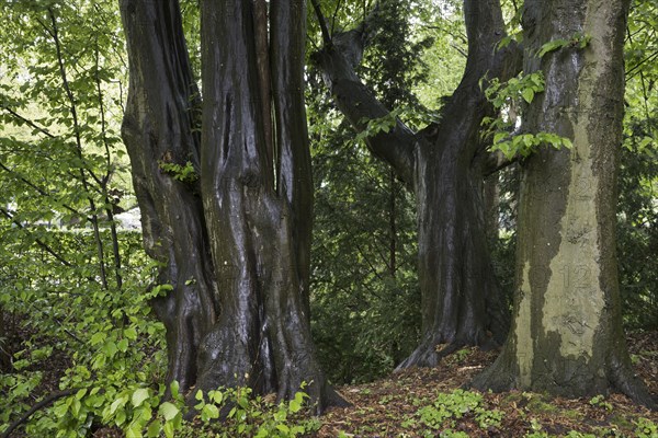 European hornbeams