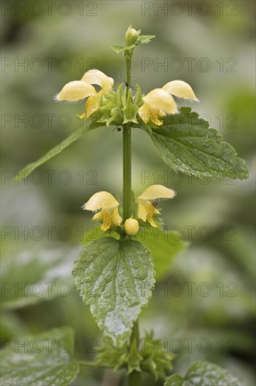 Yellow archangel