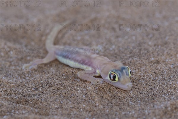 Namib sand gecko