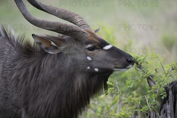 Nyala