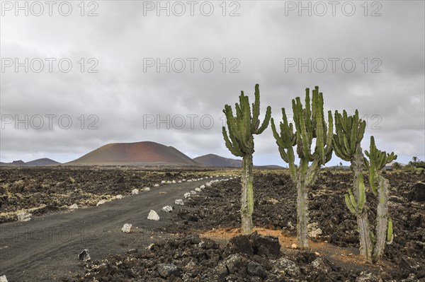 Volcano Colorado with cacti near Timanfaya National Park