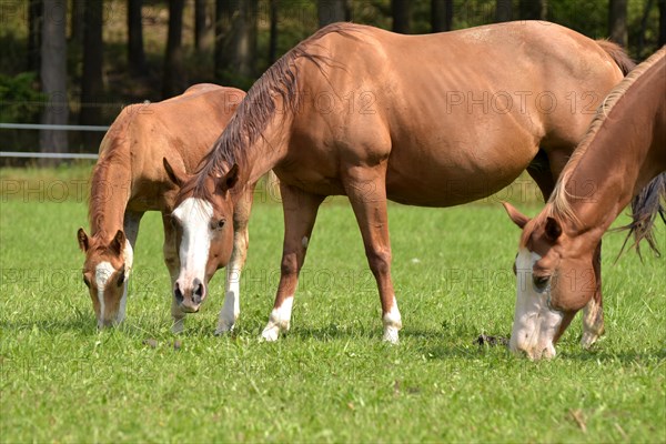 Broodmares and foals of the Western breed American Quarter Horse on pasture