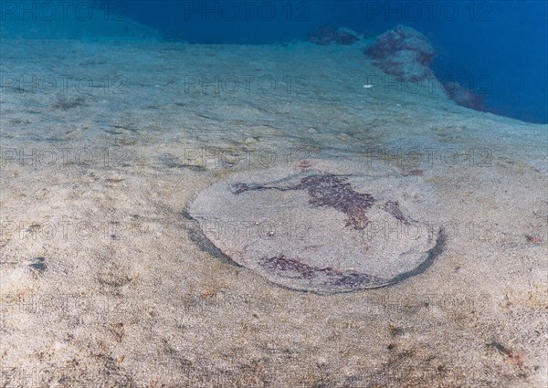 Marbled electric ray