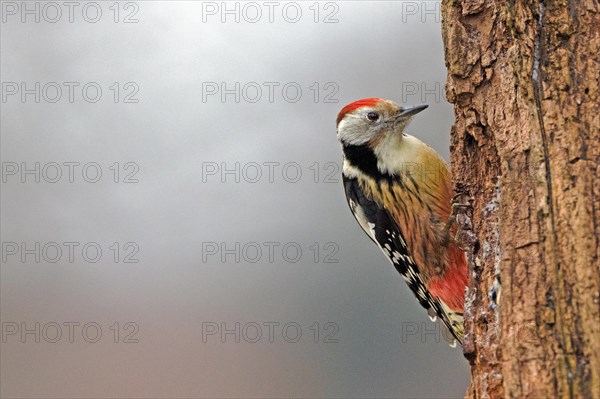 Middle Spotted Woodpecker