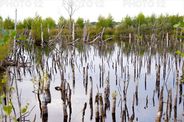 Bargerveen nature reserve