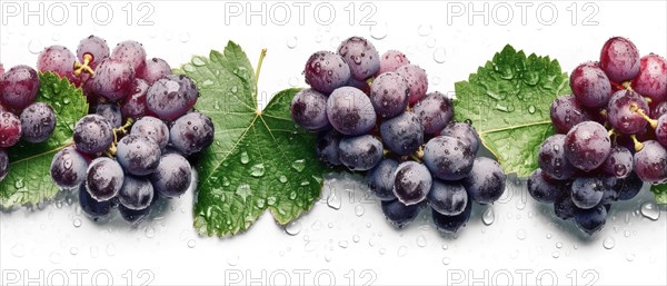 Seamless tileable row of fresh grapes on the vine on a white background