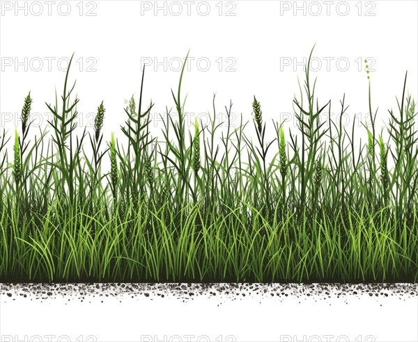 Seamless tileable row of fresh grass on a white background