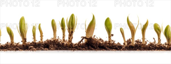 Seamless tileable cross section row of budding sprouts of new growth out of soil on a white background