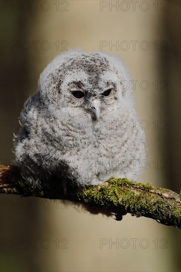 Young Tawny Owl