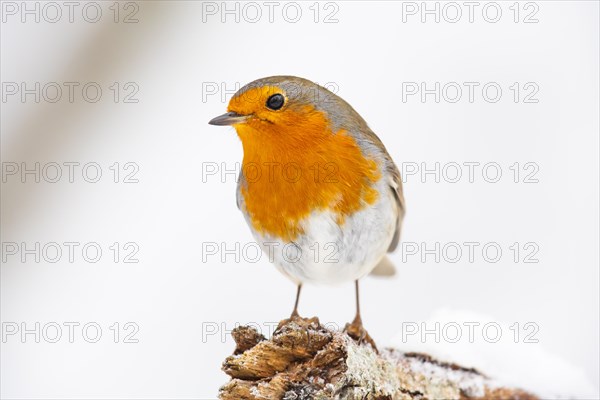 European robin