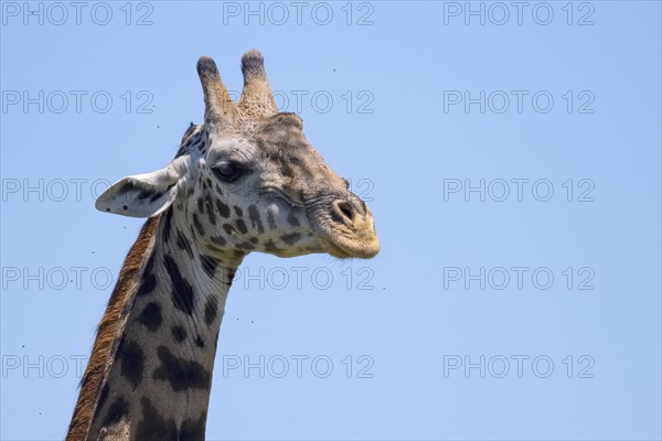 Masai giraffe