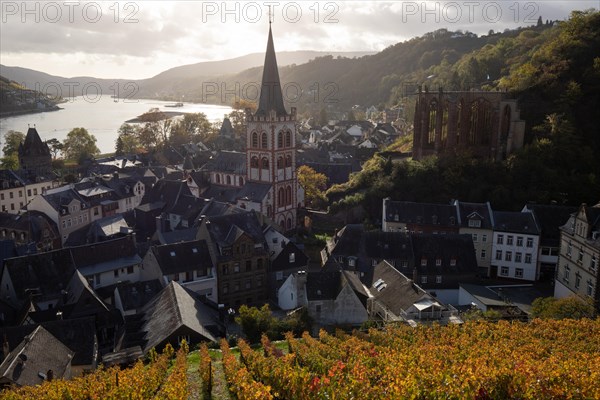 Vineyards in autumn on the river Rhine