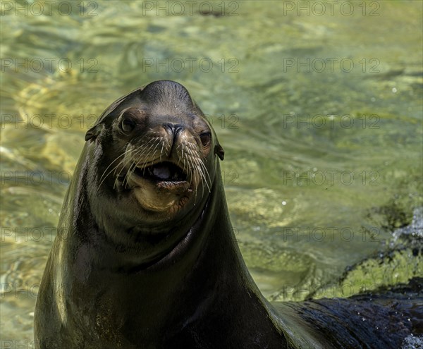 California sea lion