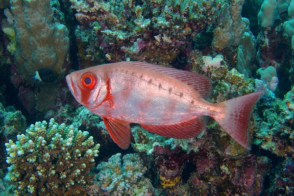 Common bigeye