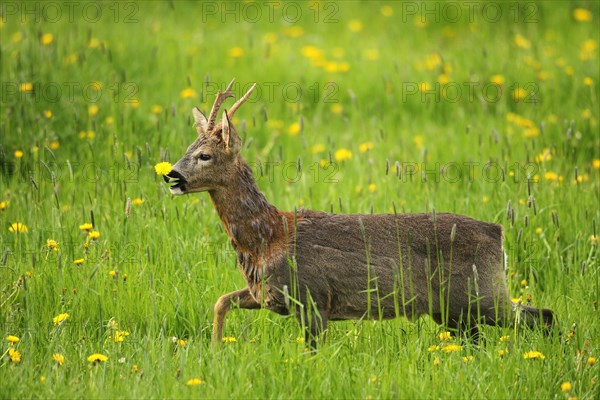 European roe deer