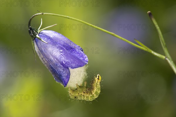 Caterpillar of the silver y