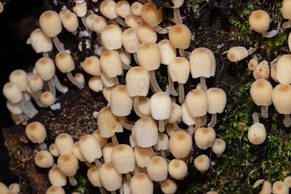 Seeded tintling some fruiting bodies with light brown caps and stems next to each other on tree trunk