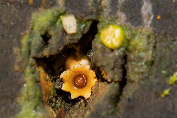 Ball caster yellow open fruiting body with brown spore ball in rotten tree trunk