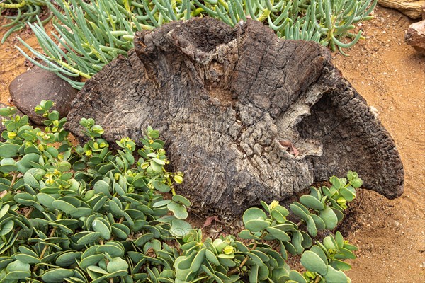 Welwitschia