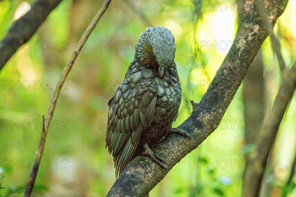 Kea