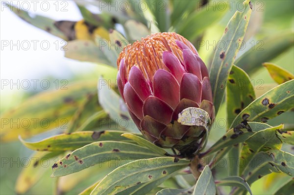 Protea