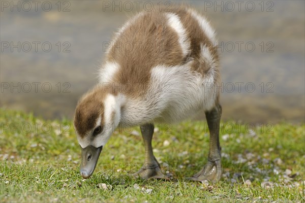 Egyptian Goose