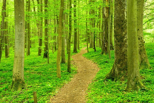 Hiking trail winds through semi-natural beech forest in spring