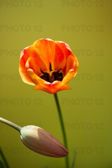 Colorful tulip flower bloom with a colorful background